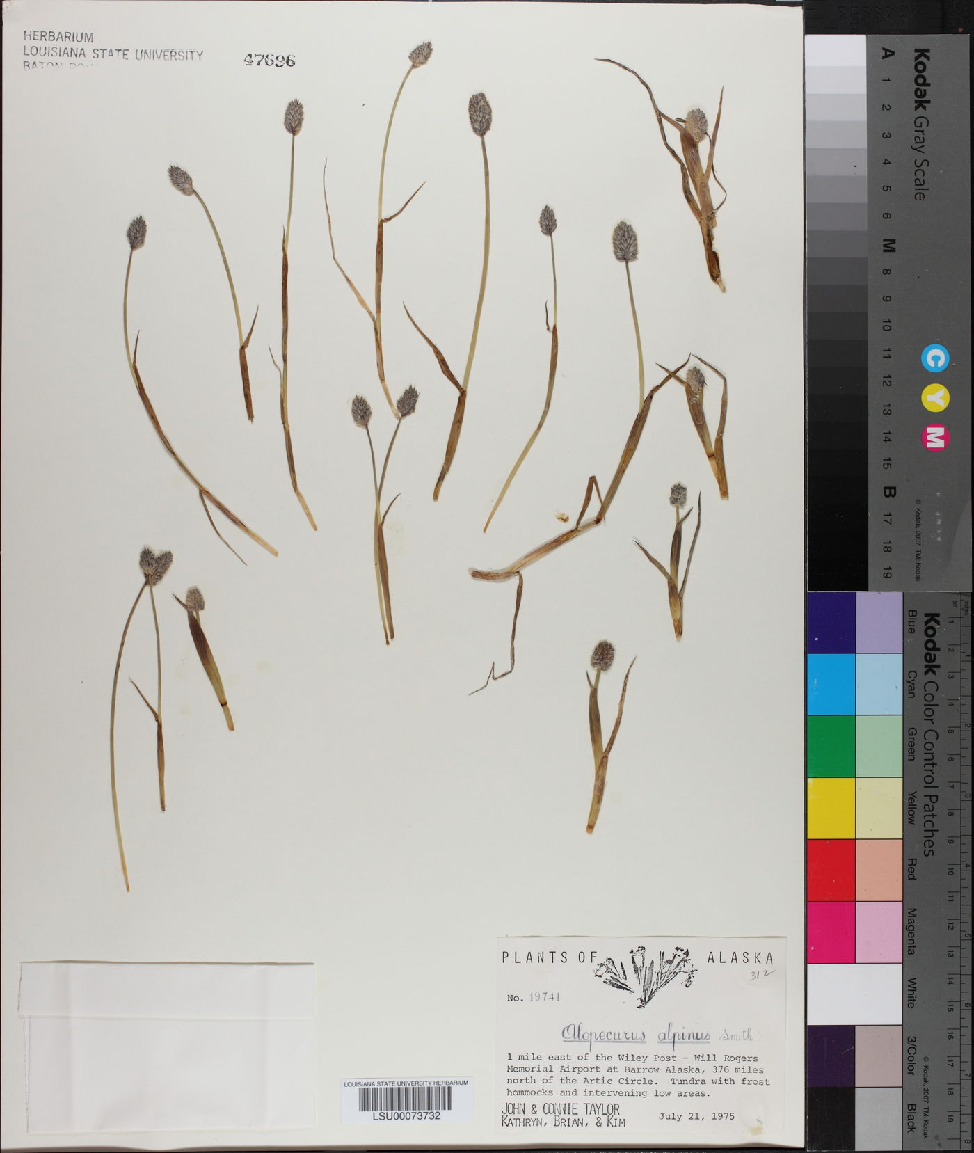 Alopecurus alpinus image
