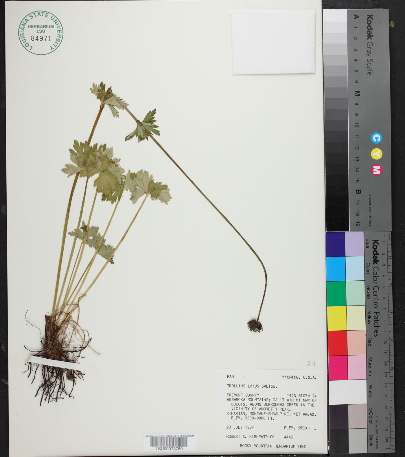 Trollius laxus image