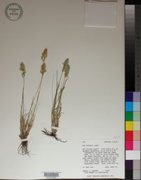 Poa cusickii image