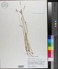 Image of Hierochloe pauciflora