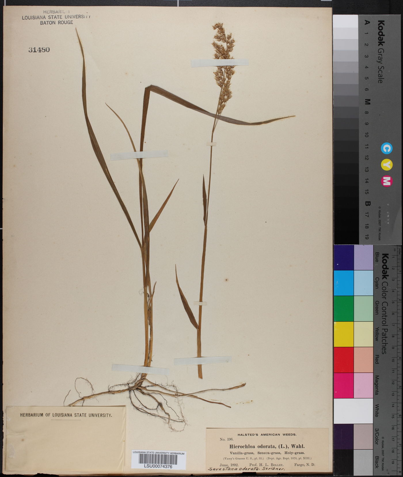 Anthoxanthum nitens image