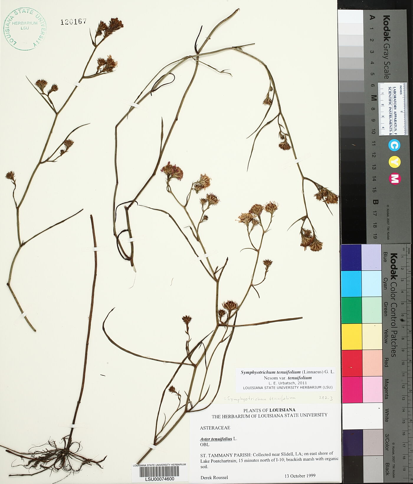 Symphyotrichum tenuifolium image