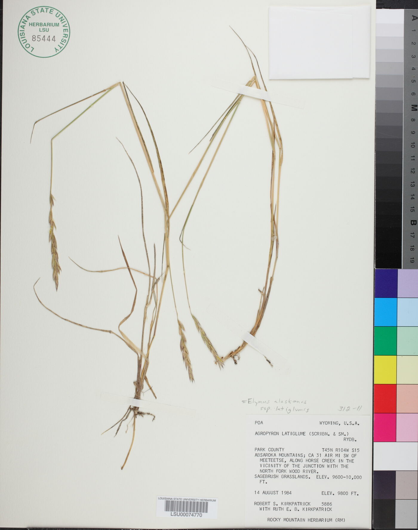 Elymus alaskanus image