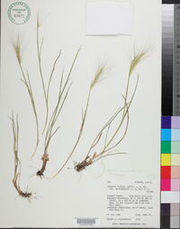 Elymus elymoides subsp. californicus image