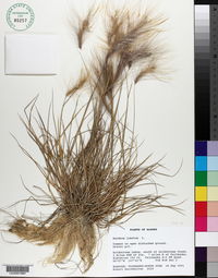 Hordeum jubatum image