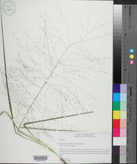 Eragrostis silveana image