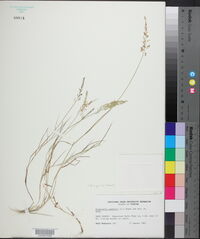 Eragrostis tenella image