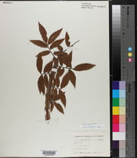 Ulmus alata image