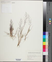 Eragrostis capillaris image