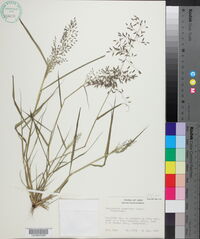 Eragrostis minor image