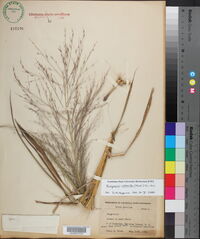 Eragrostis refracta image