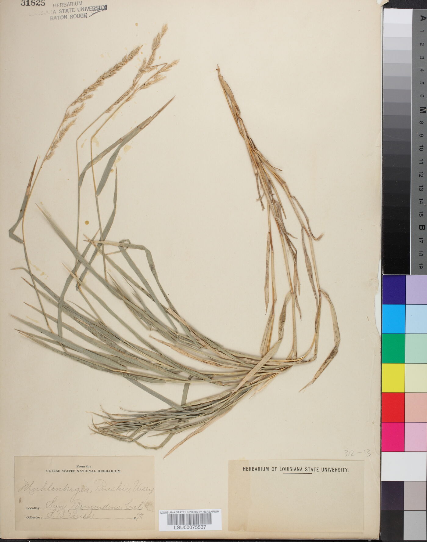 Muhlenbergia californica image