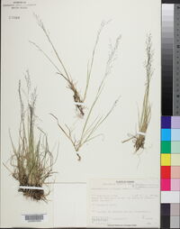 Muhlenbergia uniflora image