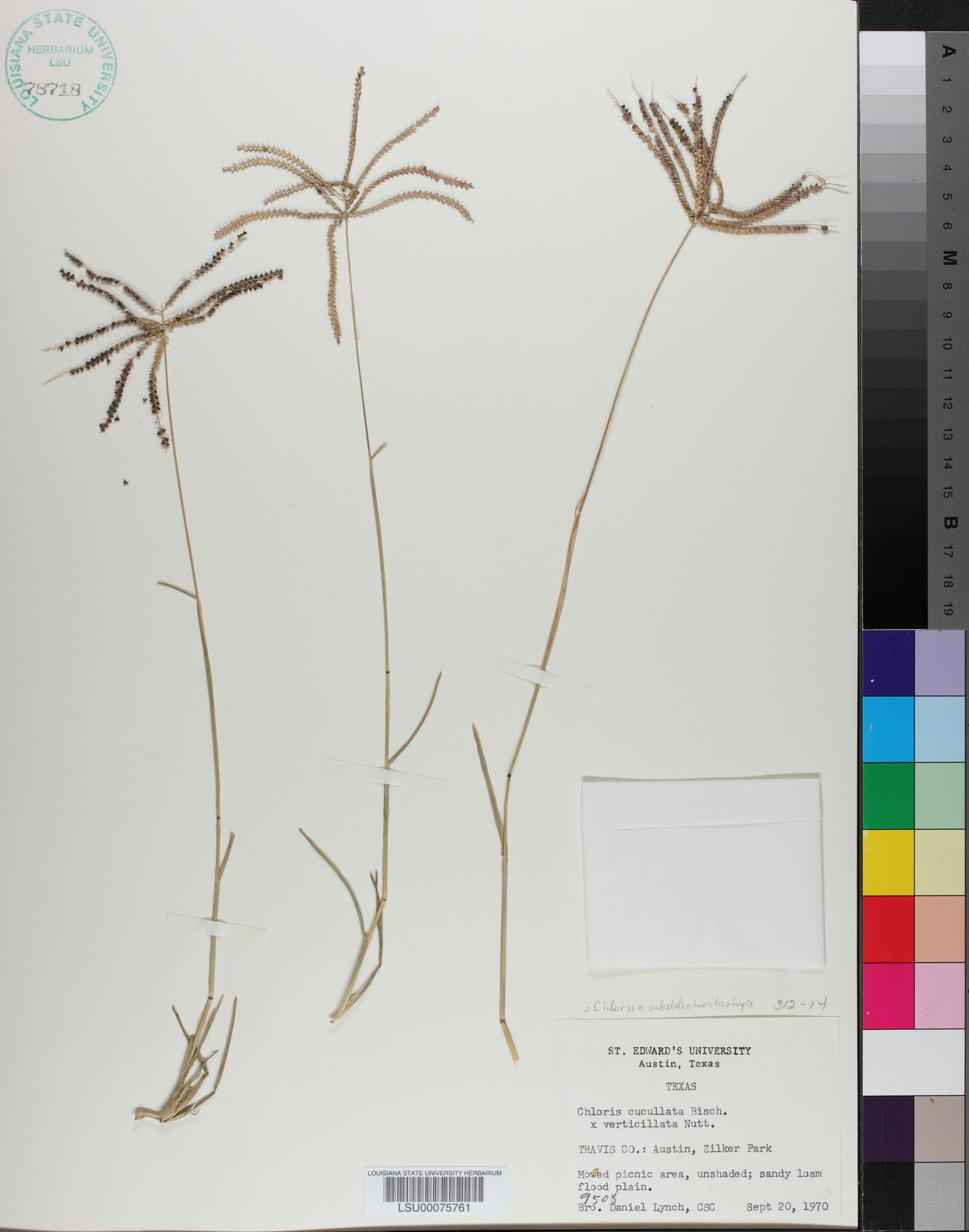 Chloris X subdolichostachya image