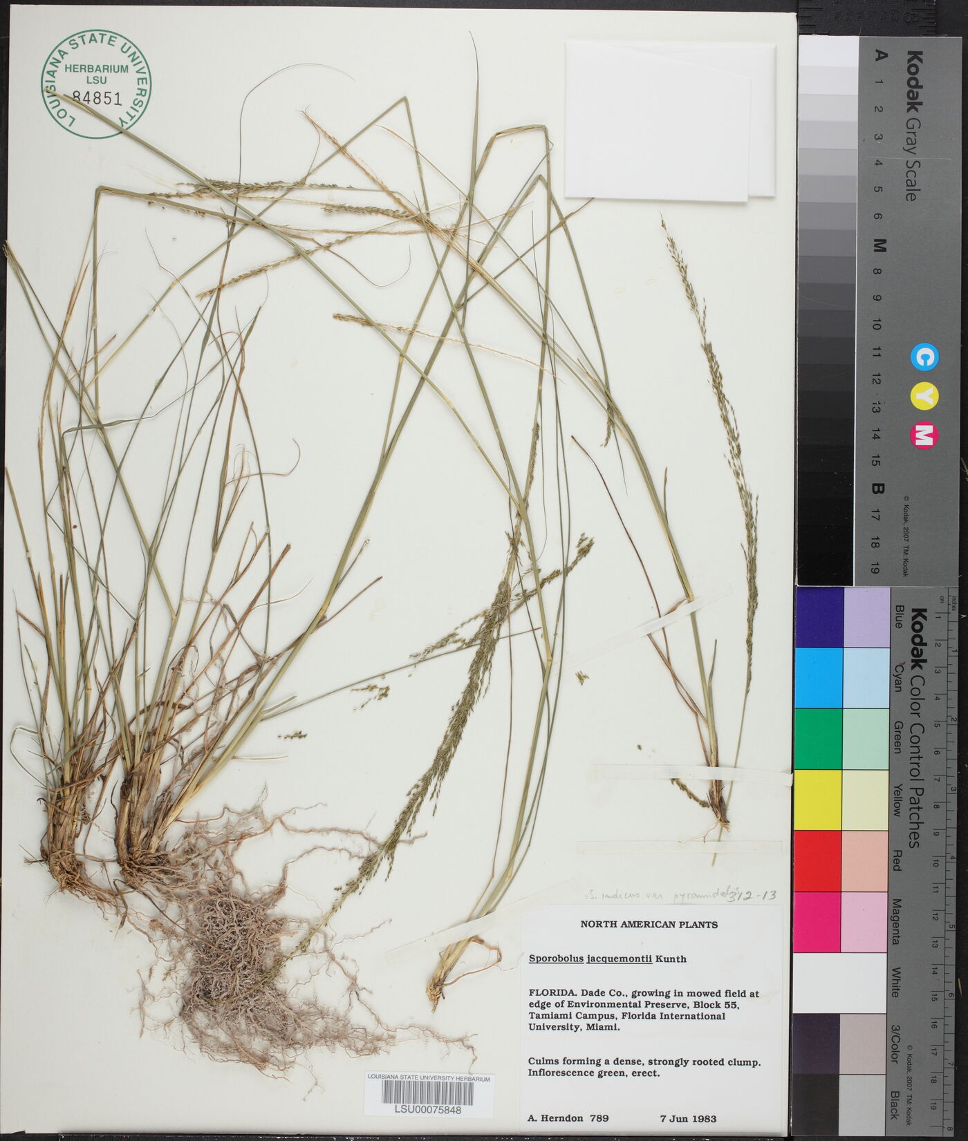Sporobolus indicus var. pyramidalis image
