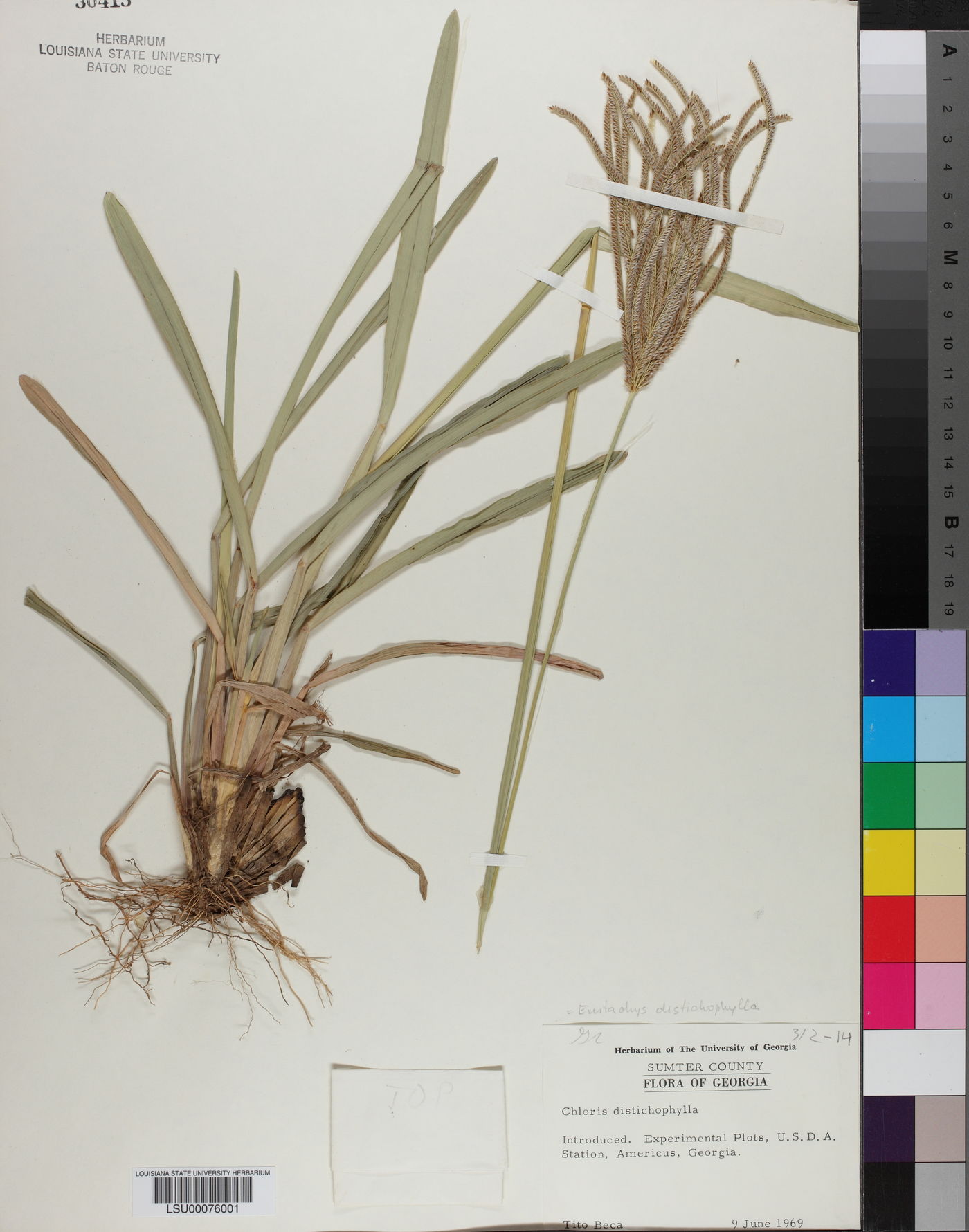 Eustachys distichophylla image