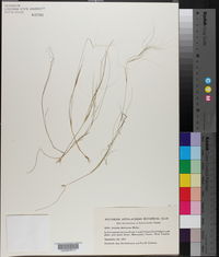 Aristida dichotoma image