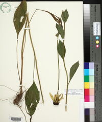Rudbeckia grandiflora var. alismifolia image