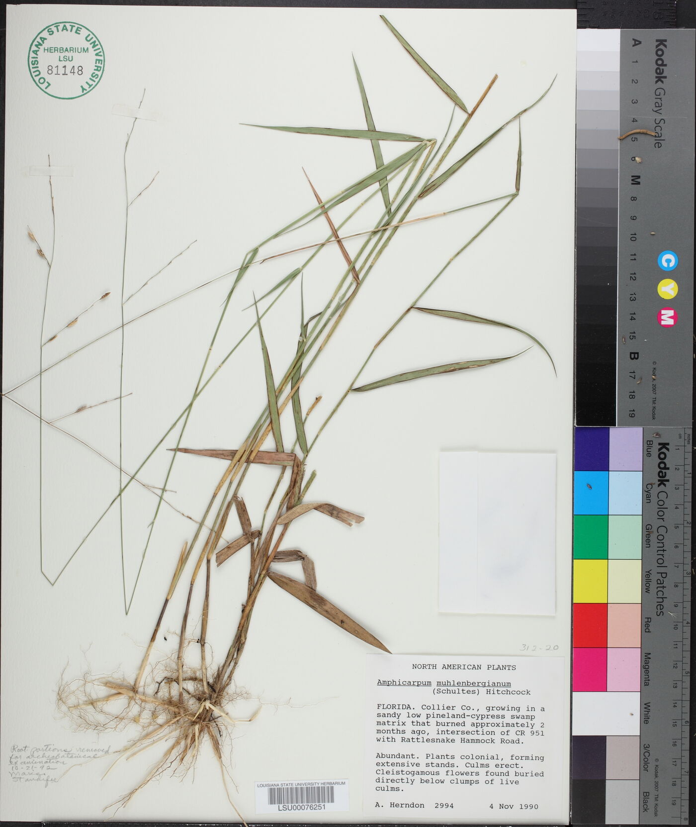 Amphicarpum muehlenbergianum image