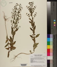 Trichostema dichotomum image