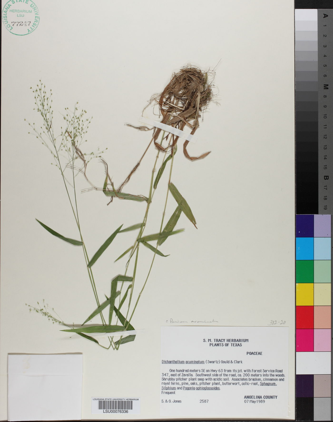 Dichanthelium acuminatum subsp. acuminatum image