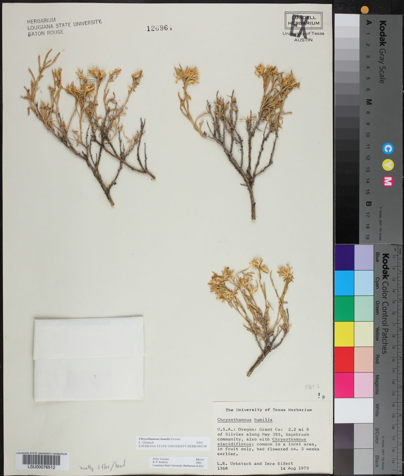 Chrysothamnus humilis image