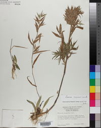 Dichanthelium scoparium image