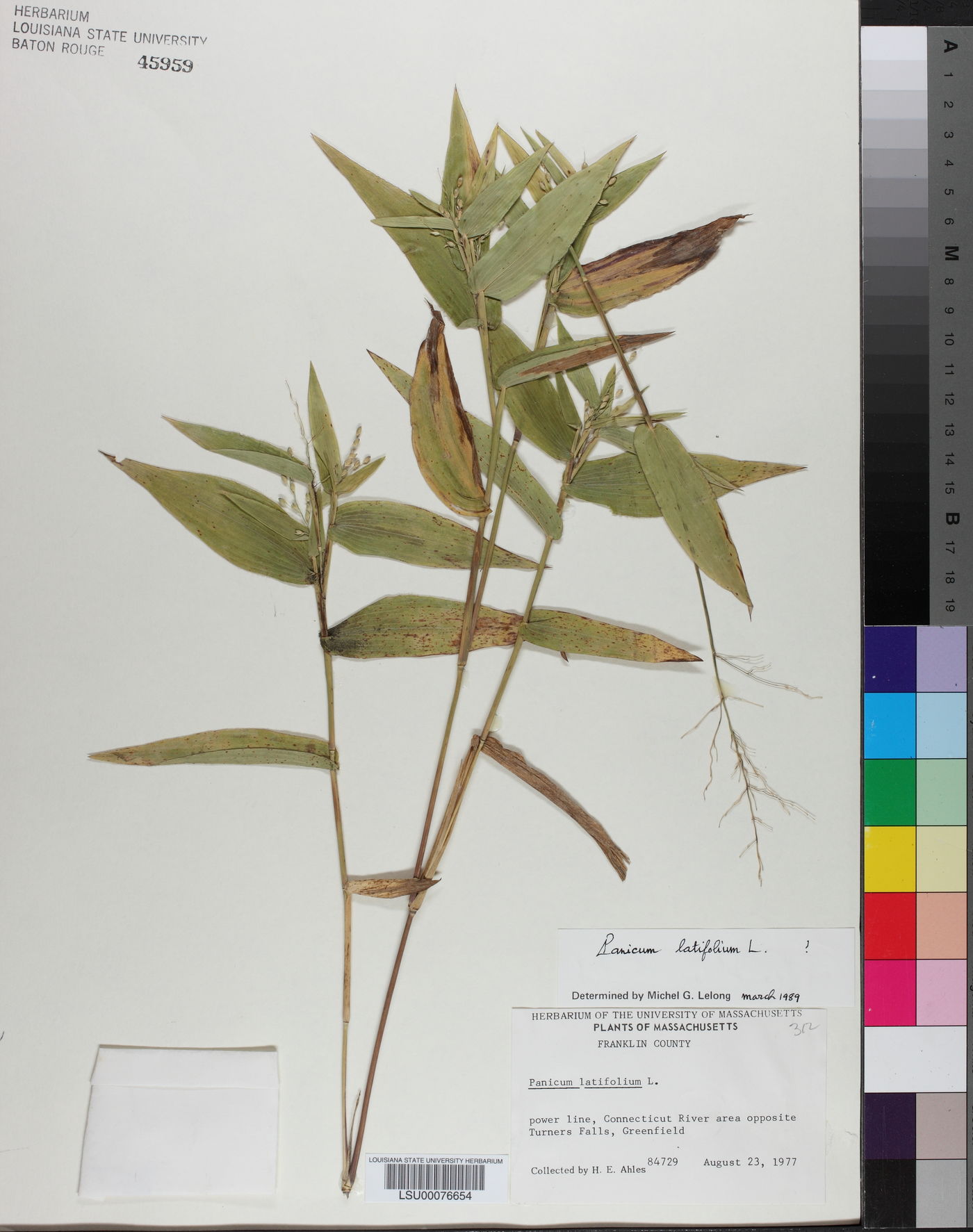 Dichanthelium latifolium image