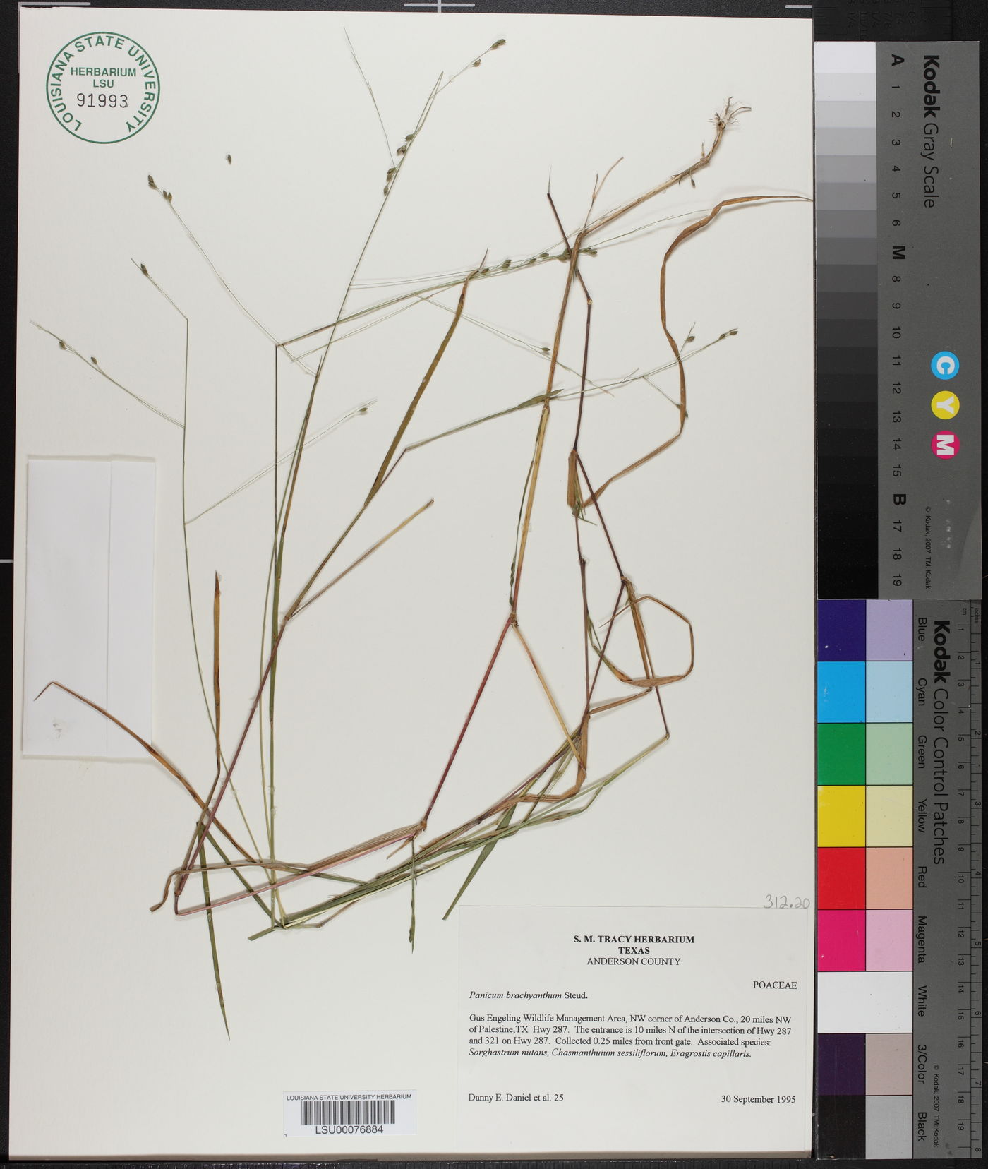 Kellochloa brachyantha image