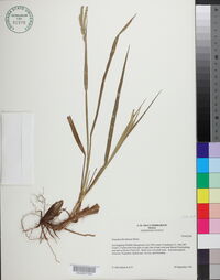 Paspalum floridanum image