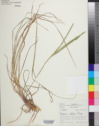 Paspalum notatum image