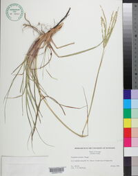 Paspalum notatum image