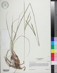 Paspalum notatum image