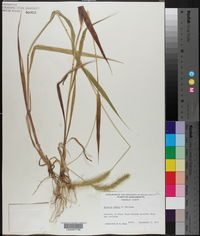 Setaria faberi image