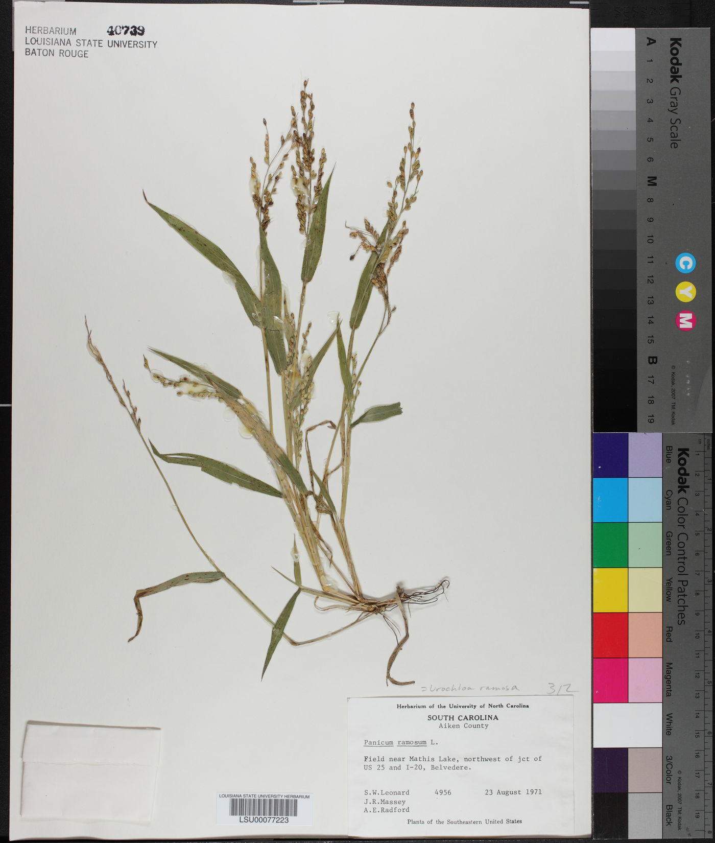 Urochloa ramosa image