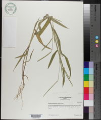 Urochloa platyphylla image