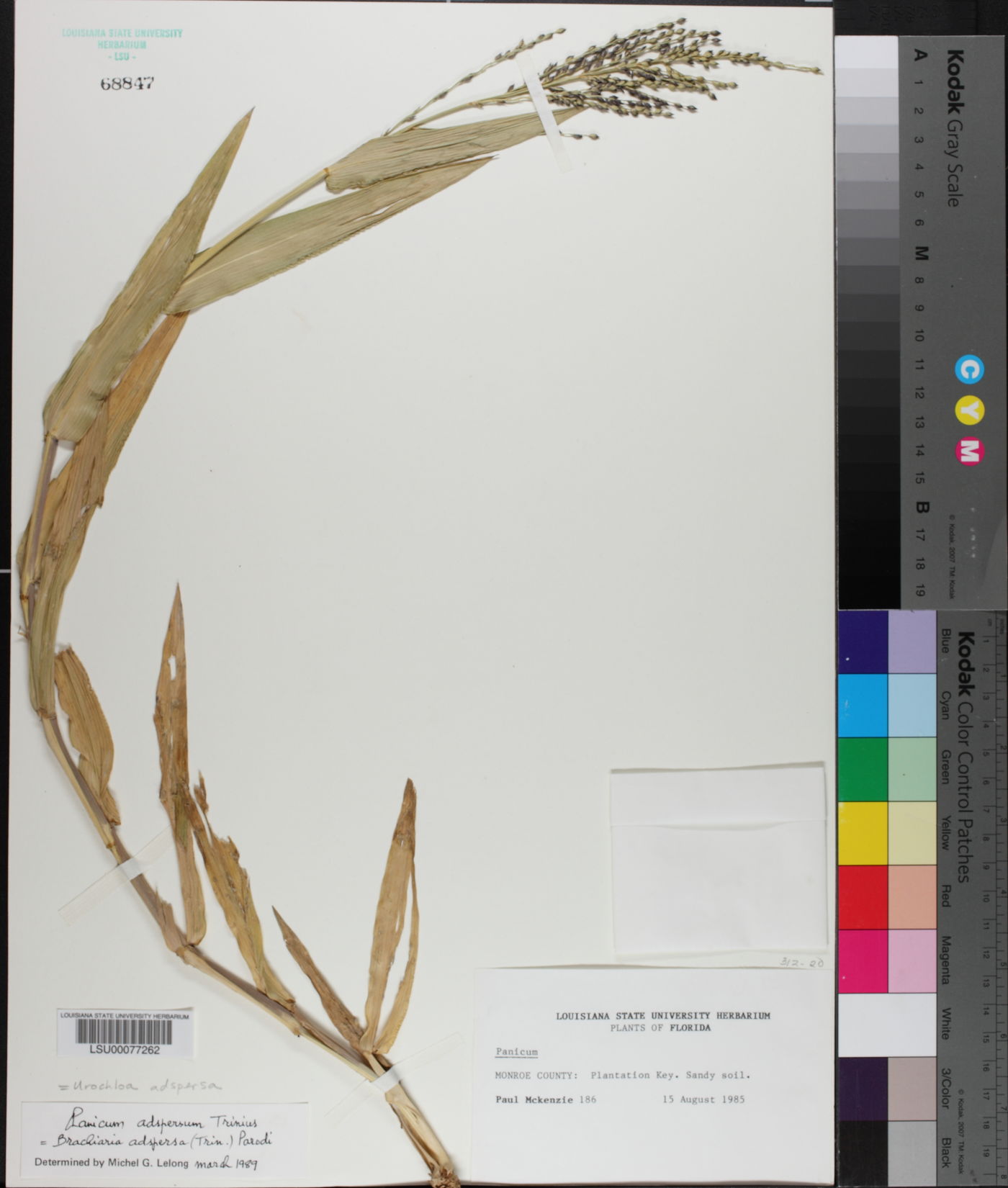 Urochloa adspersa image