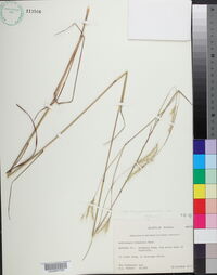 Andropogon ternarius var. cabanisii image