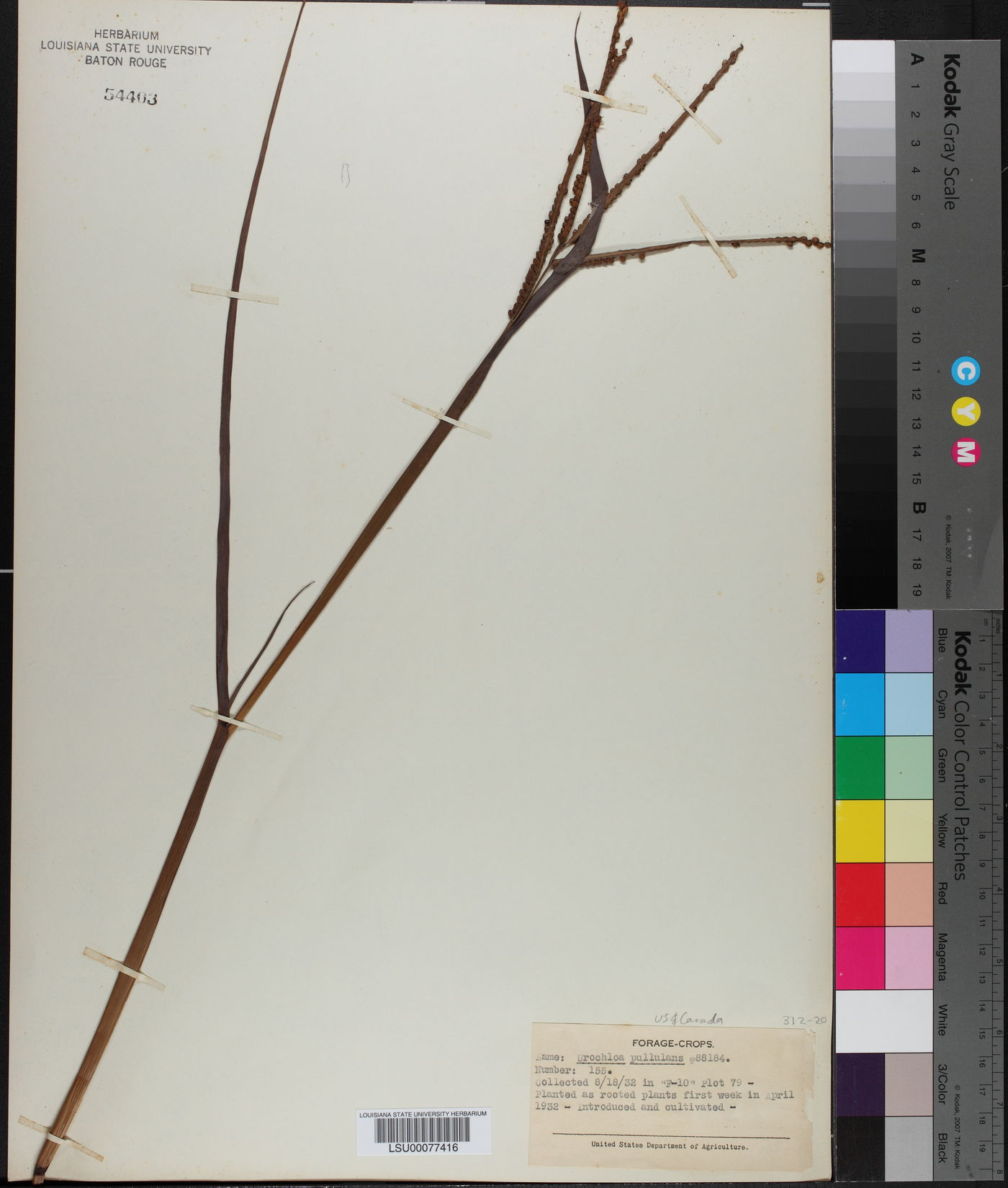 Urochloa mosambicensis image