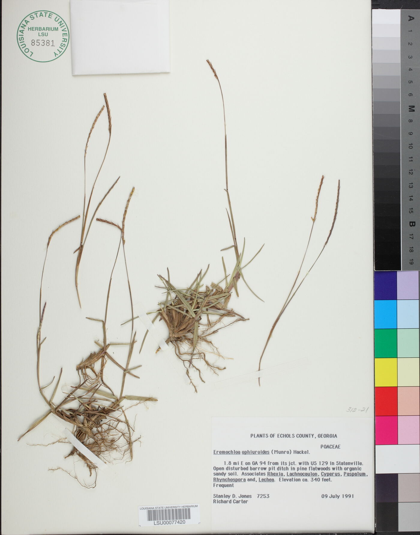 Eremochloa ophiuroides image