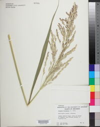 Sorghum halepense image