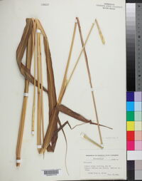 Tripsacum dactyloides image