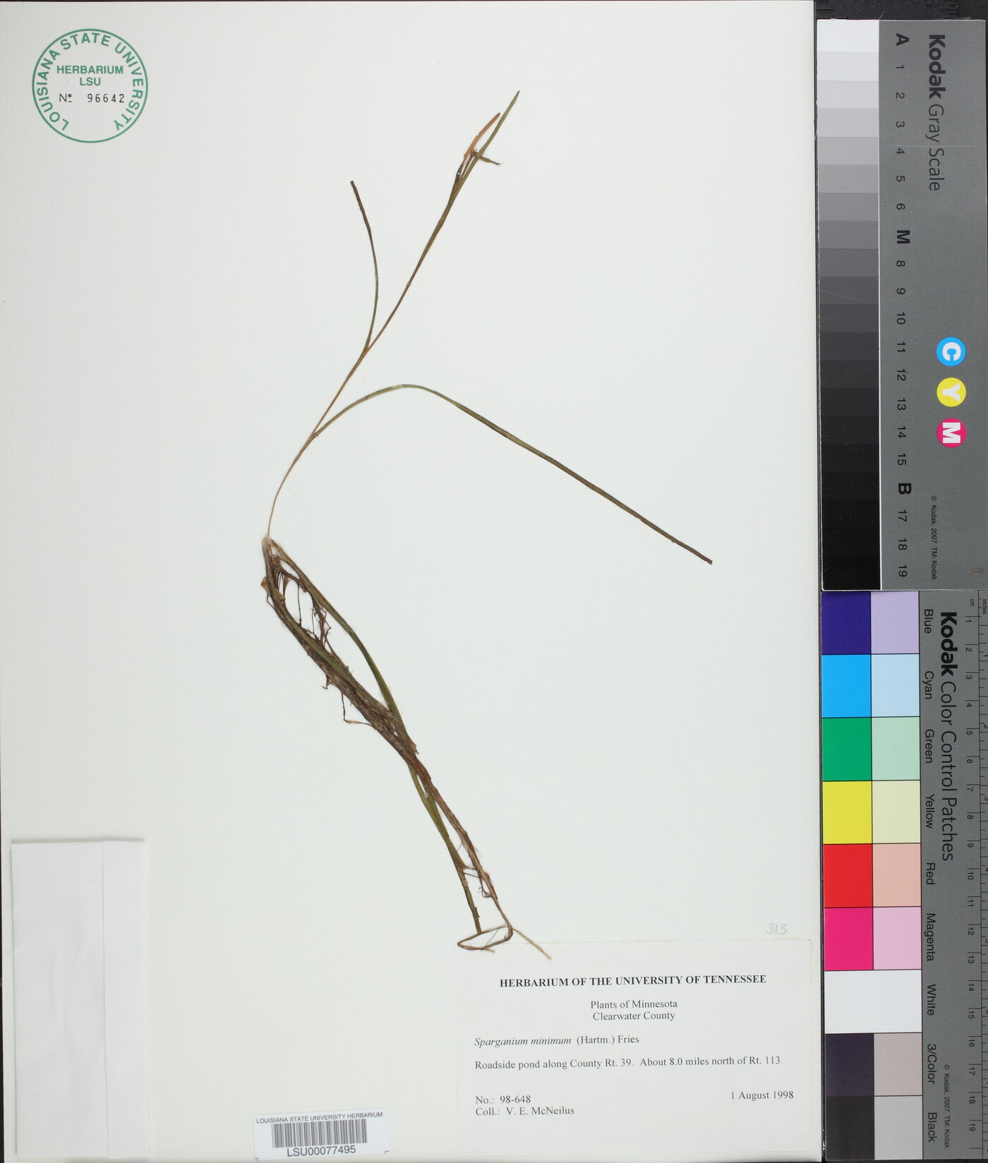 Sparganium natans image