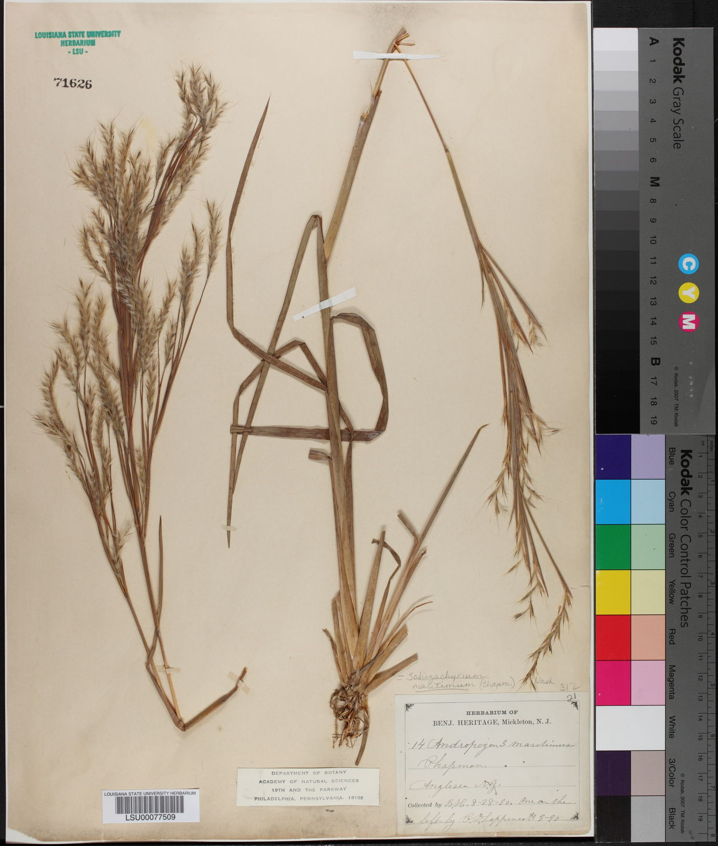 Schizachyrium maritimum image