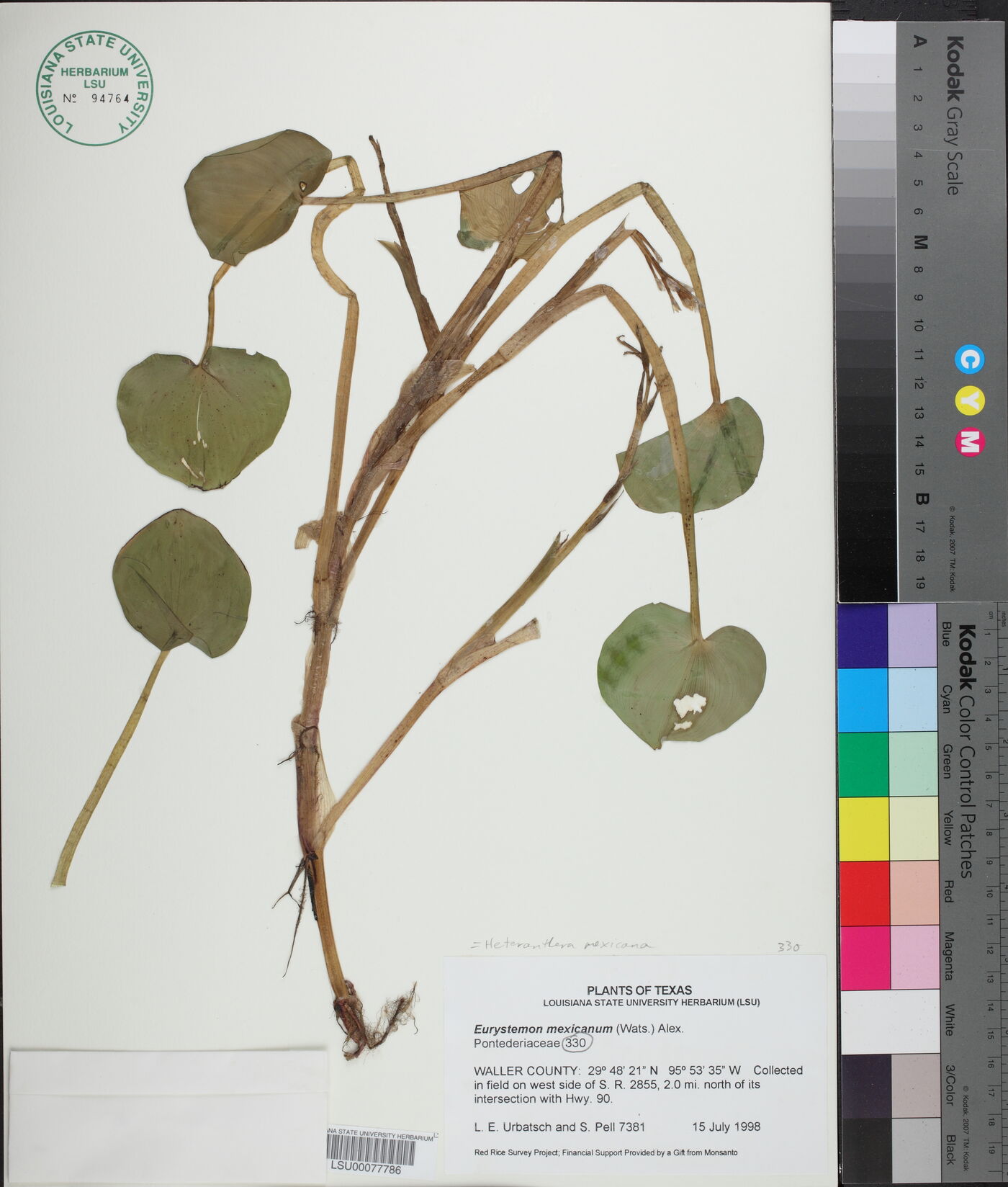 Heteranthera mexicana image