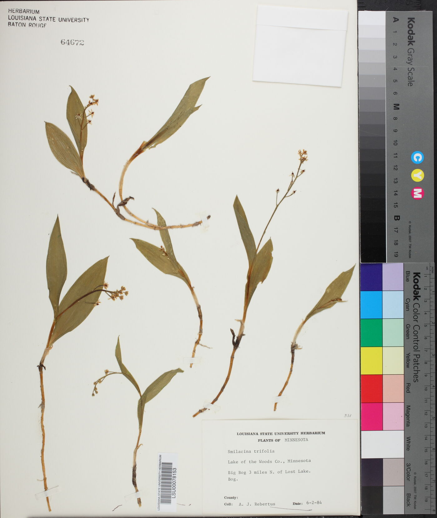 Maianthemum trifolium image