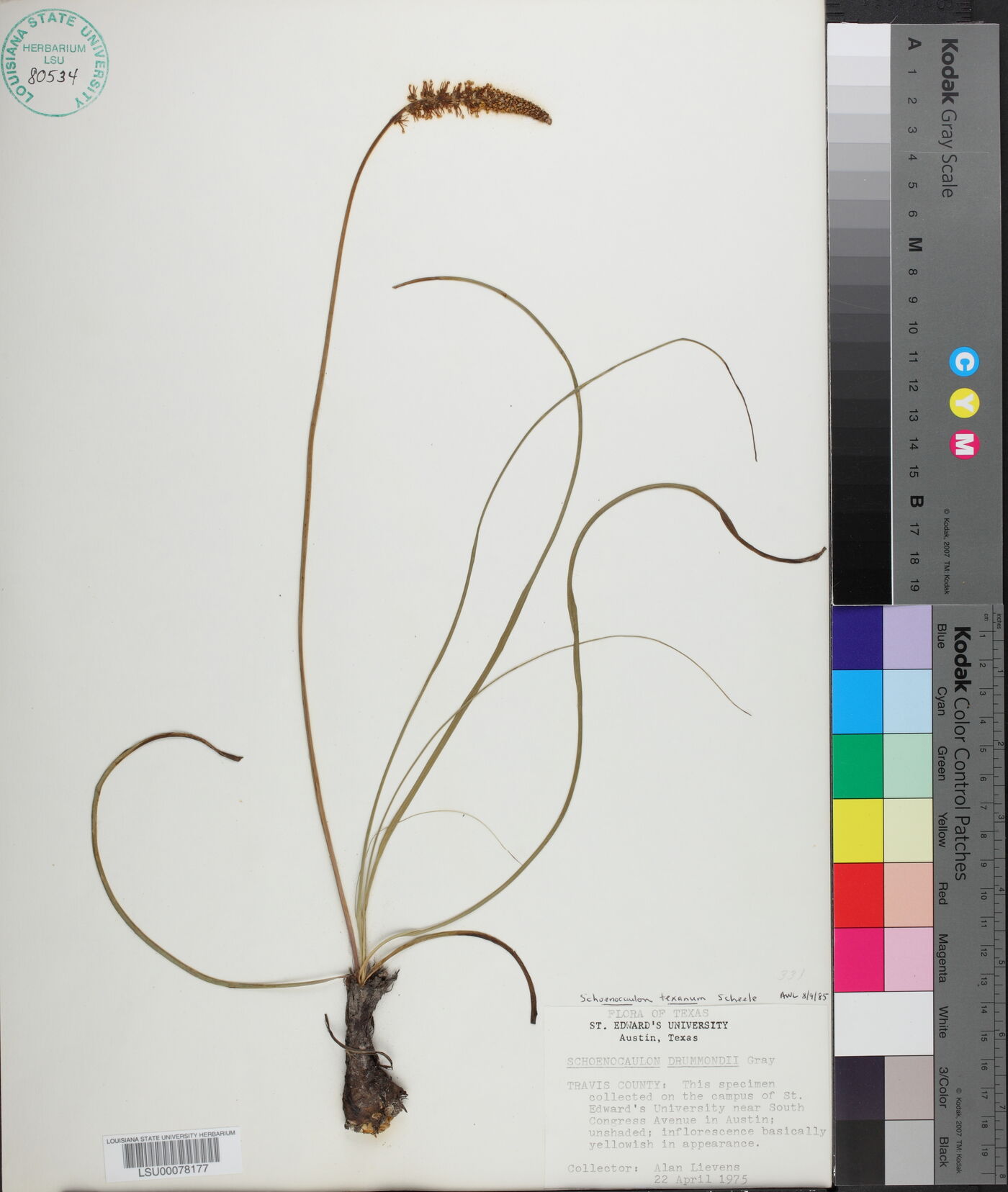 Schoenocaulon texanum image