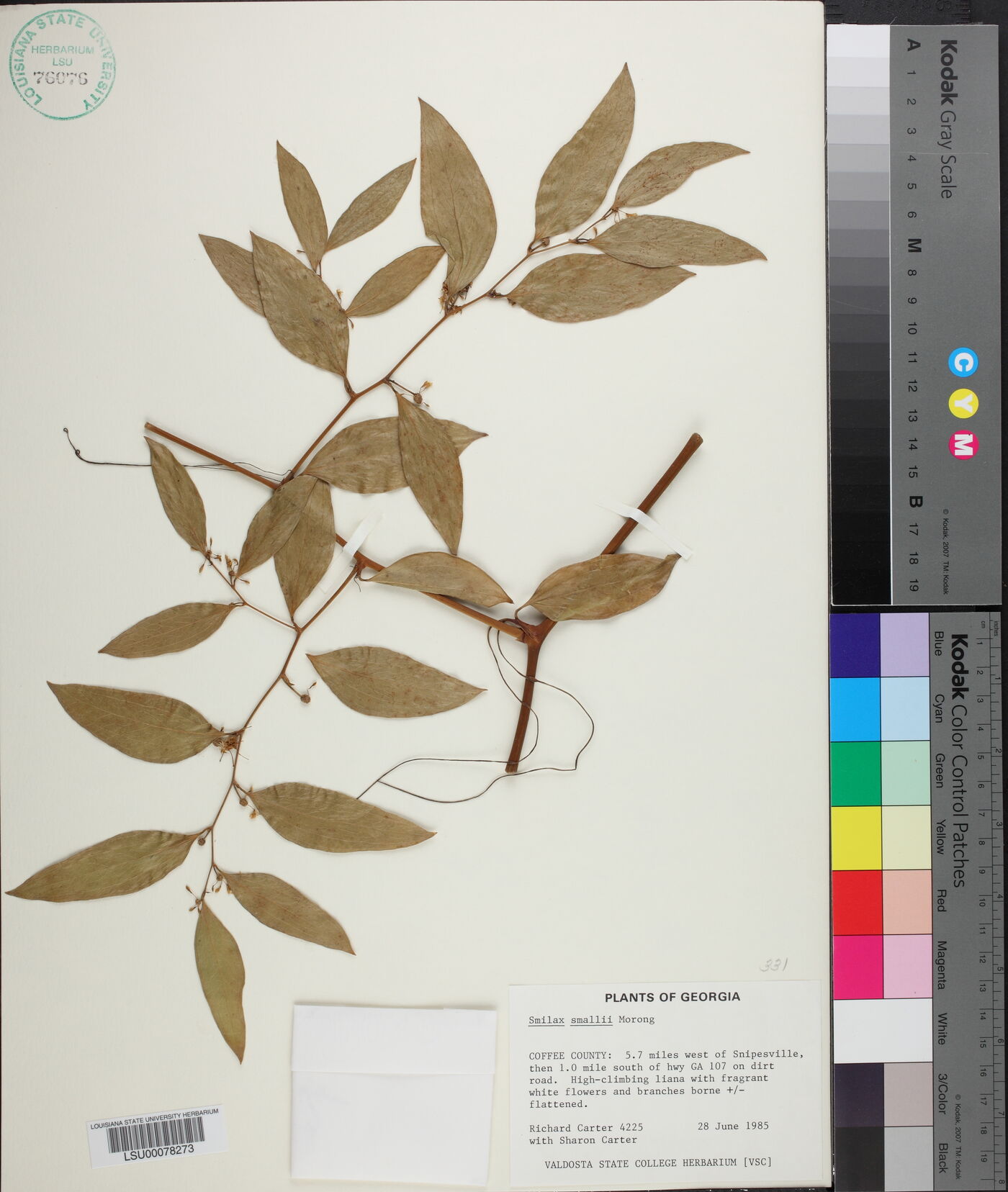 Smilax smallii image