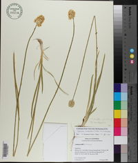 Triantha occidentalis subsp. occidentalis image