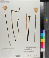 Cooperia pedunculata image